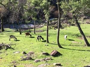 Praia do Areinho com cabras