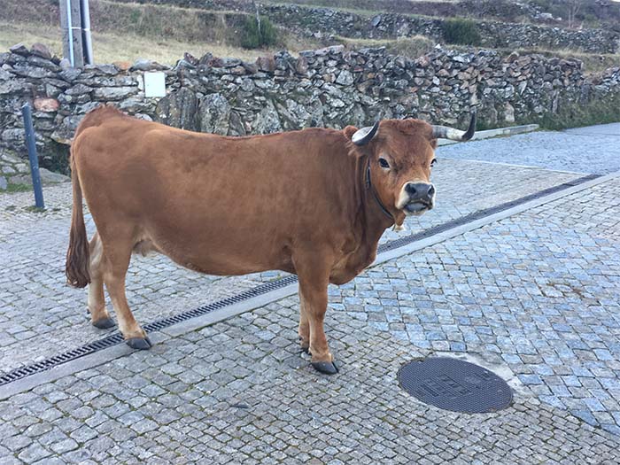 Vaca-arouquence