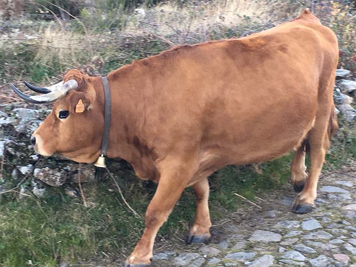 Vaca-arouquesa